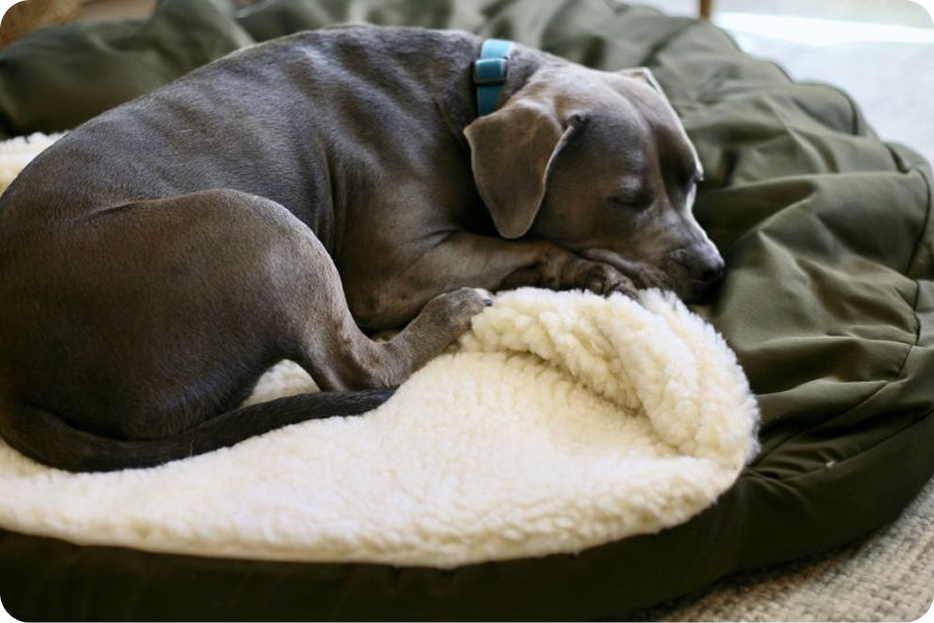 Dog on new bed